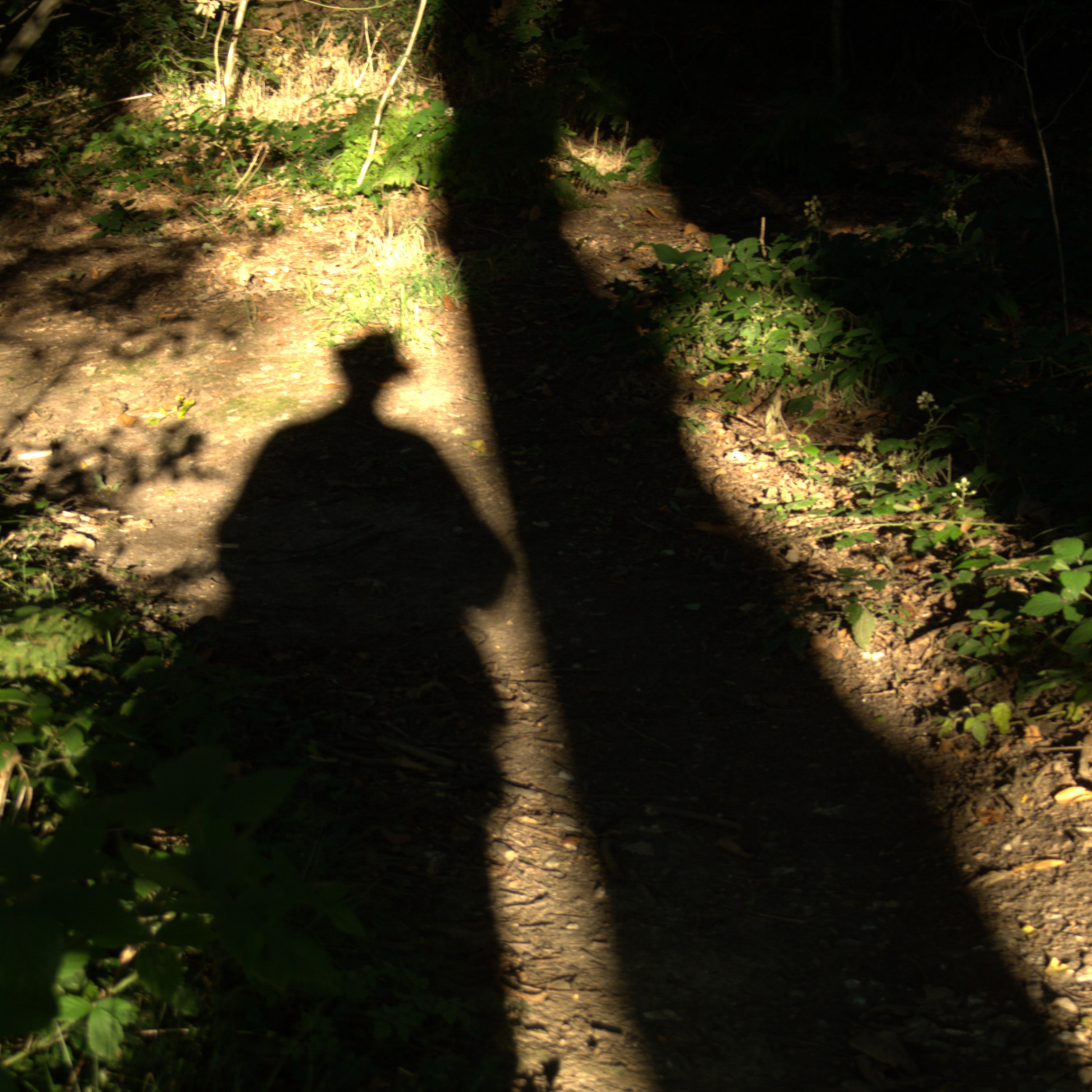 About Image